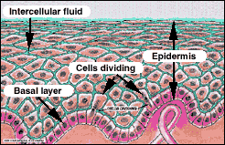 Science of skincare facial wrinkle creams anti-aging beauty products, skin aging.