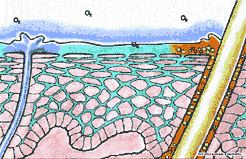 Science of skincare facial wrinkle creams anti-aging beauty products, skin aging.